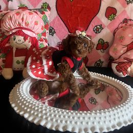 Assorted Doodle Crosses, Maltese, and Poodle Puppies from House of Poodles