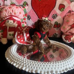 Assorted Doodle Crosses, Maltese, and Poodle Puppies from House of Poodles