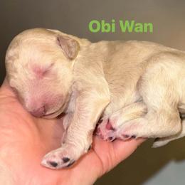 Obi-Wan - Cream male Poodle puppy in Prosperity, Pennsylvania from Stelladoodles & Company