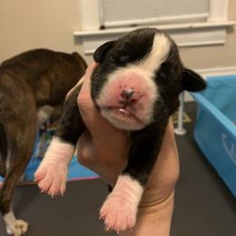 Boy 3 - Brindle Boxer puppy in Colorado Springs, Colorado from Premier Puppies