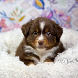 Miniature Australian Shepherd and Toy Australian Shepherd Puppies from Pistol Paws Aussies