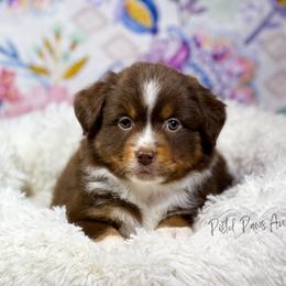 Miniature Australian Shepherd and Toy Australian Shepherd Puppies from Pistol Paws Aussies