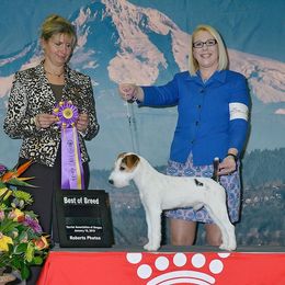 Australian Shepherd and Parson Russell Terrier All Grown Up from Zoolo Kennels