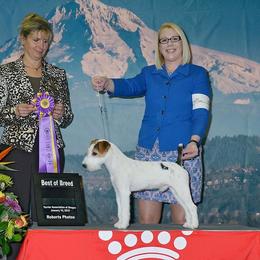 Australian Shepherd and Parson Russell Terrier All Grown Up from Zoolo Kennels