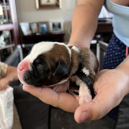 Boxer Puppies from Amy's Boxers