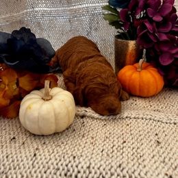 Poodle Puppies from CAStandardPoodles