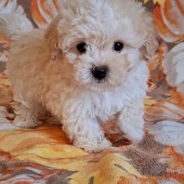 Maltipoo Puppies from Little Cupcakes and Little Punkins Maltipoos