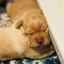 Jubilee - Yellow female Labrador Retriever puppy in Penn Valley, California from Pleasant Valley Creekside Ranch, LLC