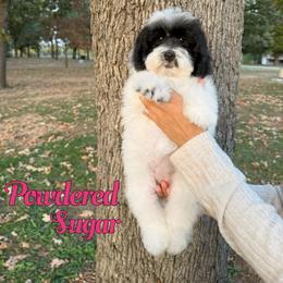 Powdered Sugar - Black and white female Bernedoodle puppy in Mount Vernon, Missouri from PoodlelyDoodlely
