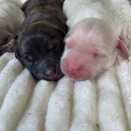 Poppy - Cream female Dachshund puppy in Ashford, Alabama from Circle City Dachshunds