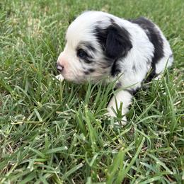 Studly - Blue merle male Toy Australian Shepherd puppy in Hawley, Texas from Foxy’s Dachshunds & Toy Aussies