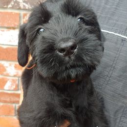 Giant Schnauzer Puppies from Oklahoma Giants