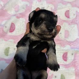 Bonnie - Black and silver female Miniature Schnauzer puppy in Hedgesville, West Virginia from Clay Hill Kennels