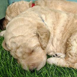 Blue collar - Cream male Goldendoodle puppy in Willow Springs, Missouri from Todd Family Homestead