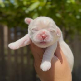 Cicada Wing - White male Shih Tzu puppy in Cedar Hill, Texas from Puppy Paper House