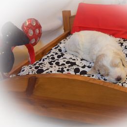 Goldendoodle Puppies from Tbear's Doodles