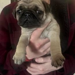 Fawn male - Fawn male Pug puppy in Olivia, Minnesota from Holland Pugs