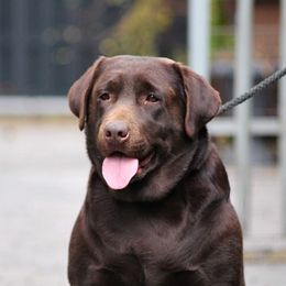 Hera - Labrador Retriever