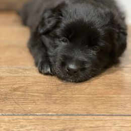 Australian Shepherd Puppies from Lil Rhody Blues Australian Shepherds