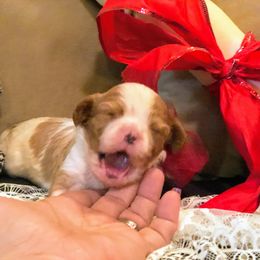 Cavalier King Charles Spaniel Puppies from Amber Field Cavaliers