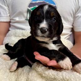 Timber - Tri-color male Bernedoodle puppy in Ferguson, North Carolina from Elevated Standards NC