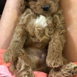 Cockapoo, Golden Retriever, and Goldendoodle Puppies from Bailey’s Cajun Canines