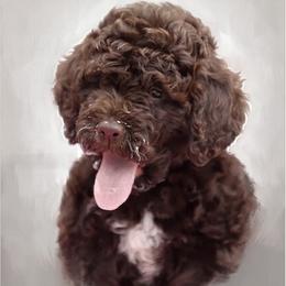 Lagotto Romagnolo puppies from Almar Lagotto