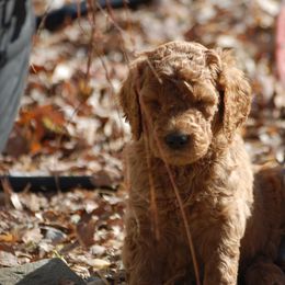 Double Doodle, Goldendoodle, and Poodle Puppies from Top of the Hill Doodles
