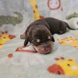 Girl3 - Chocolate and cream female Dachshund puppy in New Castle, Colorado from Shaffers low riding weiners