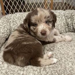 Australian Shepherd Puppies from Lil Rhody Blues Australian Shepherds