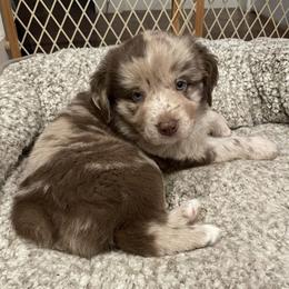 Australian Shepherd Puppies from Lil Rhody Blues Australian Shepherds