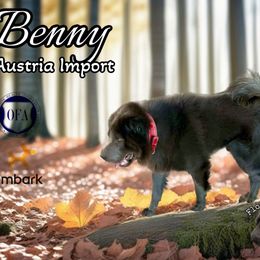 Benjamin - Chinese Shar-Pei