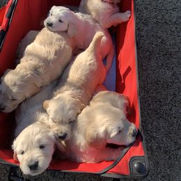 Golden Retriever Puppies from Daniel Ranch Golden Retrievers