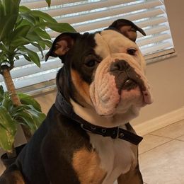 Luna Of Bay Area bulldogs - Olde English Bulldogge