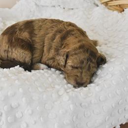 Goldendoodle Puppies from Tuxedo Mountain Doodles