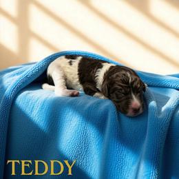 Teddy - Parti male Goldendoodle puppy in Ellenburg Center, New York from Kristin's Puppies