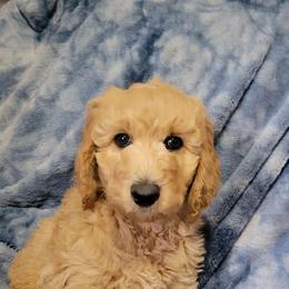 Sam, dk blue - Apricot male Goldendoodle puppy in Blountsville, Alabama from Southern Charm Goldendoodles