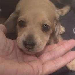 DO NOT FILL OUT APPLICATION UNLESS SERIOUS - Cream male Dachshund puppy in Wisconsin from Sabe and Shabe’s Doxies