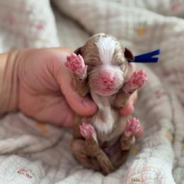 Lunchable - Red  male Goldendoodle puppy in Wharton, Texas from Little Fur Friends