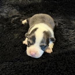 DONATELLO (DONNIE) - Black and tan male Pembroke Welsh Corgi puppy in Drain, Oregon from Sunnydale Corgis
