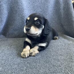 Girl 345338 - Black and tan female Dachshund puppy in Spring Hope, North Carolina from Hogan’s Lowrider Hounds