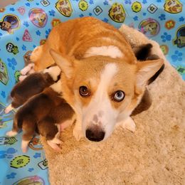 Sophie - Pembroke Welsh Corgi