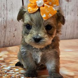 Olivia - Gold female Morkie puppy in Monticello, Iowa from Ashley’s Puppies