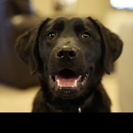 Dilute Retrievers and Labrador Retrievers from Lynn Valley Labradors