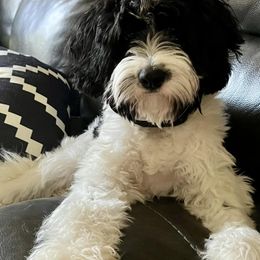 Cavapoos from Cavapoos of Cross Hill