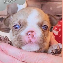 Girl 1 - Teacher's Pet - Fawn and white female French Bulldog puppy in Elberton, Georgia from Ioney's Southern Paws Shelties, Frenchies, and Yorkies