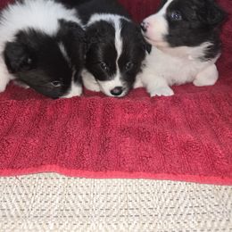 Girl 2 - Black and white female Border Collie puppy in Live Oak, Florida from K&R RANCH KENNELS