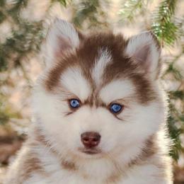 Pomeranians and Pomskies from AMS Pomeranians and Pomskies in Indiana