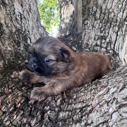 Cagney - Red and white female Shih Tzu puppy in Tampa, Florida from Shih Tzus of Kingshyre