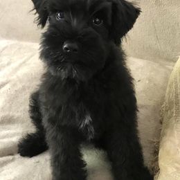 Miniature Schnauzer Puppies from Divine Miniature Schnauzers